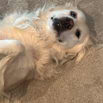 Thumbnail photo of Sweetie #4