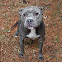 Thumbnail photo of Willy #2