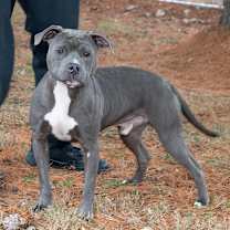 Thumbnail photo of Willy #3