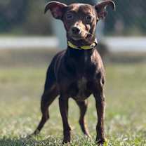 Thumbnail photo of Kiwi #1