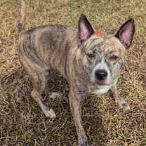 Thumbnail photo of Luna #2