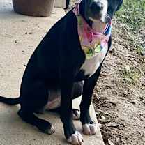 Thumbnail photo of Pepper #1