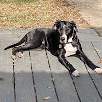 Thumbnail photo of Pepper #2