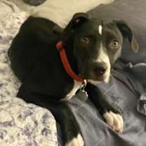 Thumbnail photo of Pepper #3