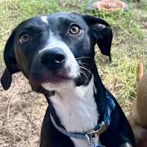 Thumbnail photo of Pepper #4