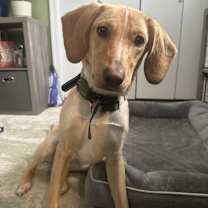 Thumbnail photo of Lucy #2