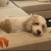 Thumbnail photo of Biscuit #2