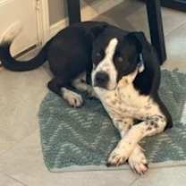 Thumbnail photo of Aizen #4