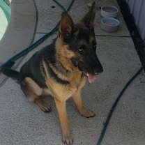 Thumbnail photo of Kobe #1