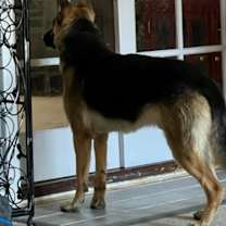 Thumbnail photo of Kobe #3