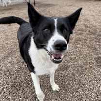 Thumbnail photo of Sophie #2