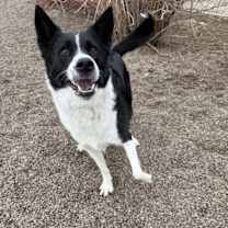 Thumbnail photo of Sophie #3