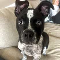 Thumbnail photo of Tipsy #1