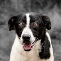 Thumbnail photo of Mikey #1