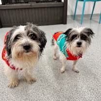 Thumbnail photo of Florio #4