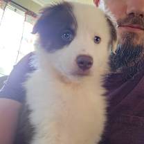 Thumbnail photo of Hamlet #1