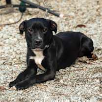 Thumbnail photo of Shadow #1