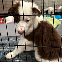 Thumbnail photo of Hamlet #4