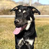 Thumbnail photo of Benny #1