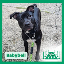 Thumbnail photo of Babybel #1