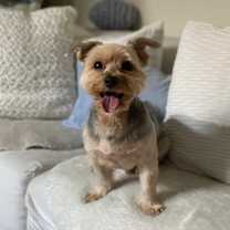 Thumbnail photo of Rex #3