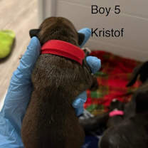 Thumbnail photo of KRISTOFF (RED) DISNEY #2