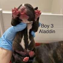 Thumbnail photo of ALADDIN (BROWN) DISNEY #1