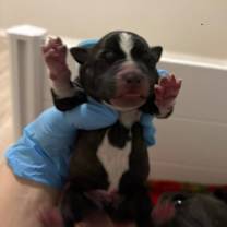 Thumbnail photo of CHARMING (LIGHT BLUE) DISNEY #1