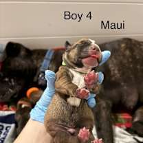 Thumbnail photo of MAUI (LIGHT GREEN) DISNEY #1