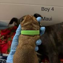 Thumbnail photo of MAUI (LIGHT GREEN) DISNEY #2