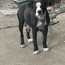 Thumbnail photo of Lola #4