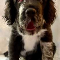 Thumbnail photo of Rudolph #1