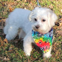 Thumbnail photo of OZZIE #2