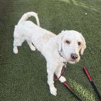 Thumbnail photo of Sirri #1