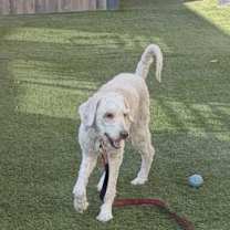 Thumbnail photo of Sirri #2