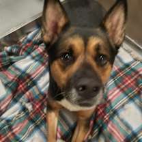 Thumbnail photo of Trigger #2