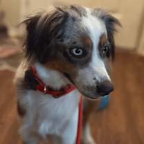 Thumbnail photo of Indigo/Indie #1