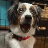 Thumbnail photo of Indigo/Indie #2