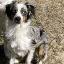 Thumbnail photo of Indigo/Indie #3