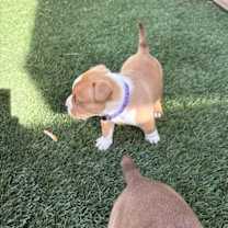 Thumbnail photo of Petunia #3