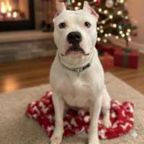 Thumbnail photo of Icee #1