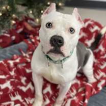 Thumbnail photo of Icee #3