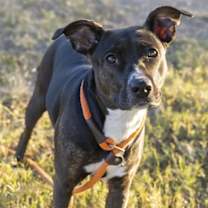 Thumbnail photo of BAILEE #1