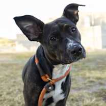 Thumbnail photo of BAILEE #2