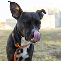 Thumbnail photo of BAILEE #3