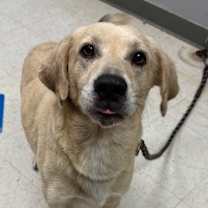 Thumbnail photo of Ace #2