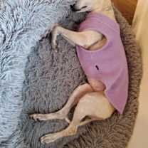 Thumbnail photo of Karma *Special Needs* #1