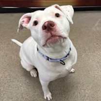 Thumbnail photo of Hot Cocoa II 62 #1