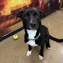 Thumbnail photo of Souffle III 92 #2