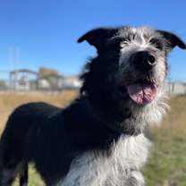 Thumbnail photo of Binx #1